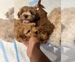 Small #2 Poodle (Toy)