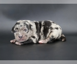 American Bully Puppy for sale in CHAMPAIGN, IL, USA