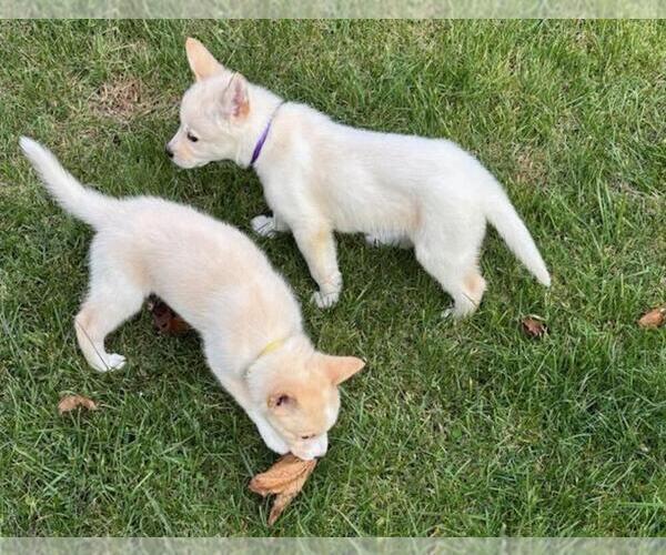 Medium Photo #5 German Shepherd Dog-Siberian Husky Mix Puppy For Sale in HOLTON, MI, USA