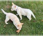 Small #4 German Shepherd Dog-Siberian Husky Mix