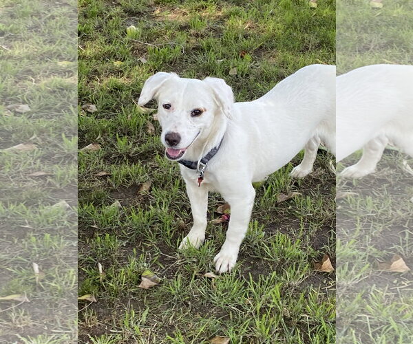 Medium Photo #1 Dachsador Puppy For Sale in San Diego, CA, USA