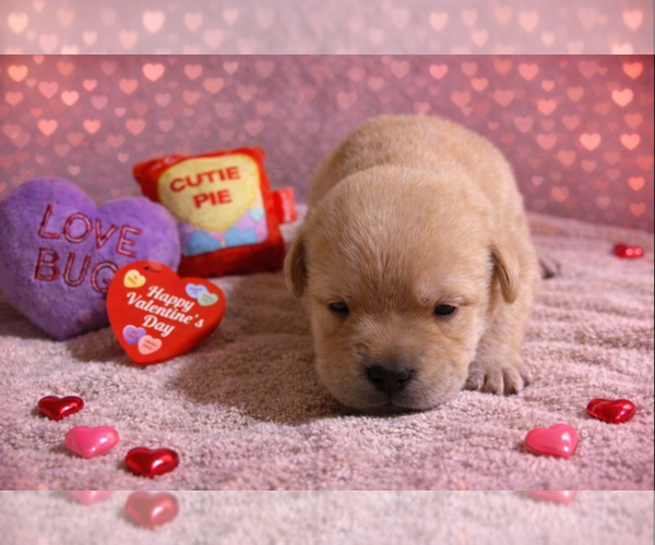 Medium Photo #146 Labrador Retriever Puppy For Sale in HIGH POINT, NC, USA