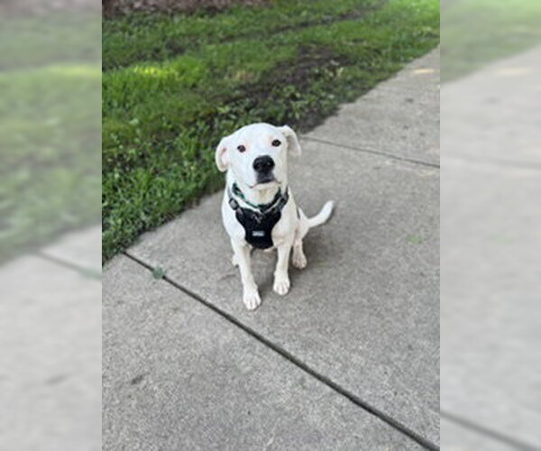 Medium Photo #2 Mutt Puppy For Sale in Plainfield, IL, USA