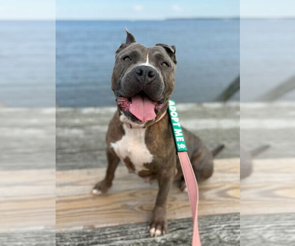 Medium Photo #4 American Pit Bull Terrier-Unknown Mix Puppy For Sale in Millersville, MD, USA