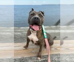 Small #3 American Pit Bull Terrier Mix