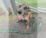 Small #3 Black Mouth Cur-Labrador Retriever Mix