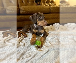 Doberman Pinscher Puppy for sale in HATTIESBURG, MS, USA