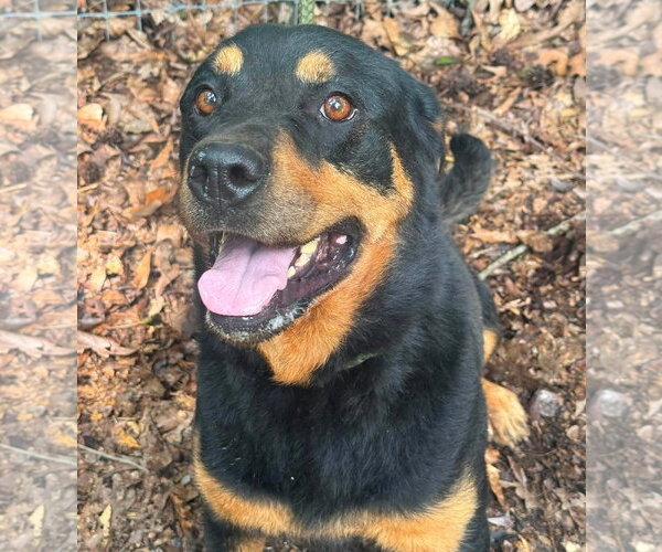 Medium Photo #3 Rottweiler Puppy For Sale in Hillsboro, NH, USA