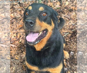 Ruthie - Female Rottweiler Dog for Adoption - Photo #3