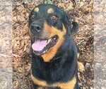 Small #2 Rottweiler