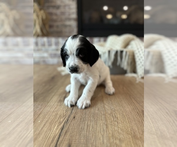 Medium Photo #1 English Springer Spaniel Puppy For Sale in COLOGNE, MN, USA