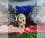Small #9 YorkiePoo