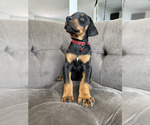 Small Photo #5 Doberman Pinscher Puppy For Sale in PUYALLUP, WA, USA