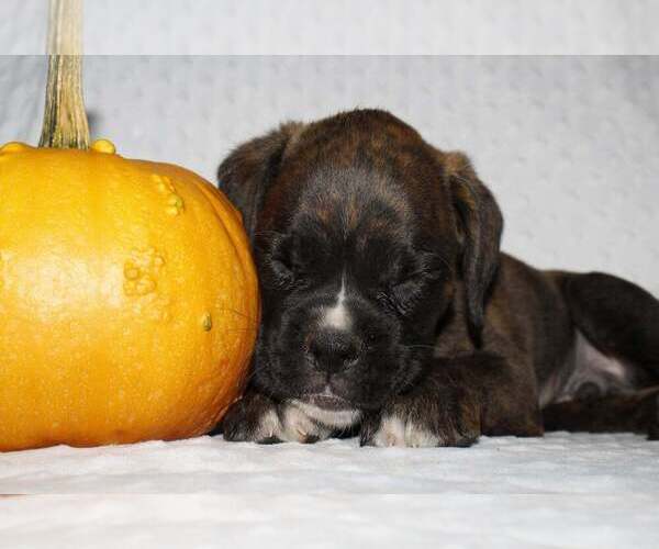 Medium Photo #2 Boxer Puppy For Sale in SHIPSHEWANA, IN, USA