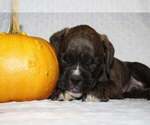 Small #1 Boxer