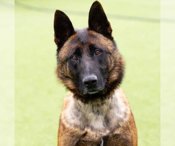 Medium Photo #2 Mutt Puppy For Sale in Camarillo, CA, USA