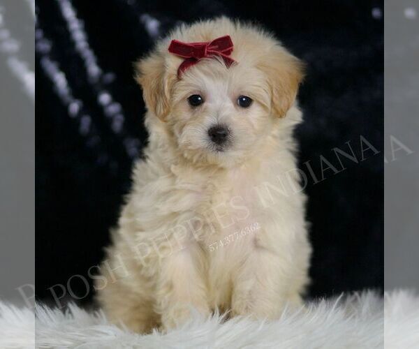 Medium Photo #5 Maltipoo Puppy For Sale in WARSAW, IN, USA