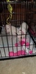 Small Photo #133 Bull Terrier Puppy For Sale in JACKSON, MI, USA