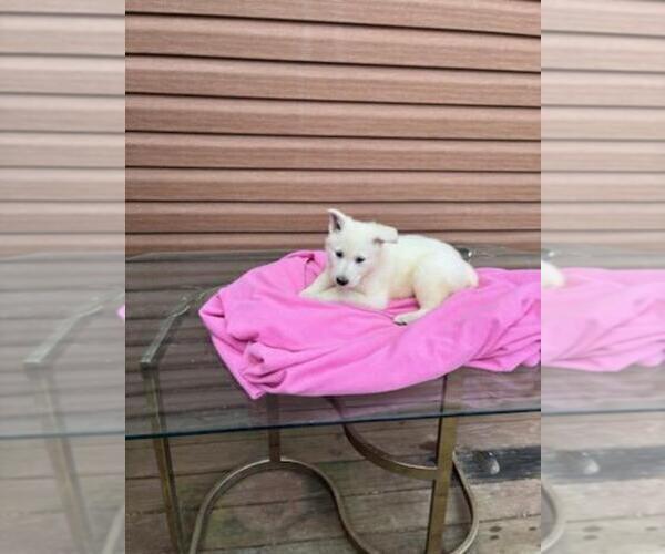 Medium Photo #5 German Shepherd Dog Puppy For Sale in GREENWOOD, WI, USA