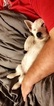 Small Photo #4 West Highland White Terrier Puppy For Sale in PHENIX CITY, AL, USA