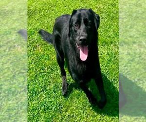 Labrador Retriever-Unknown Mix Dogs for adoption in Placerville, CA, USA