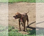 Small Photo #1 American Pit Bull Terrier Puppy For Sale in CHARLOTTE, NC, USA