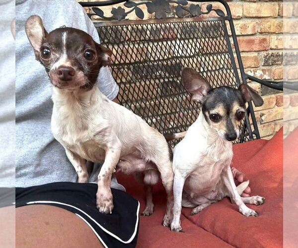 Medium Photo #11 Chihuahua-Unknown Mix Puppy For Sale in Boonton, NJ, USA