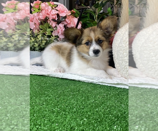 Medium Photo #2 Papillon Puppy For Sale in CANOGA, NY, USA