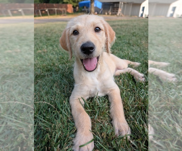 Medium Photo #2 Double Doodle Puppy For Sale in VALDESE, NC, USA