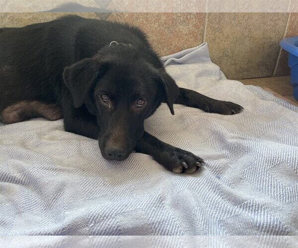 Medium Photo #2 Labrador Retriever-Unknown Mix Puppy For Sale in Holly Springs, NC, USA