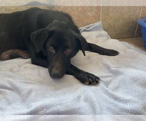 Sylvie - Female Labrador Retriever-Unknown Mix Dog for Adoption - Photo #2