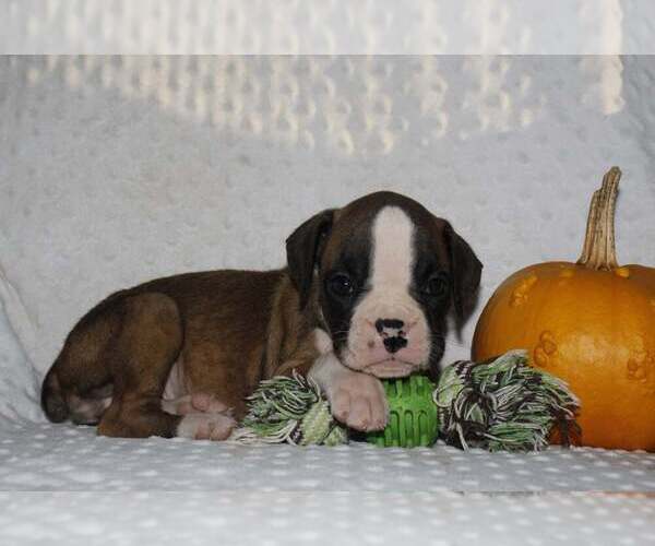 Medium Photo #3 Boxer Puppy For Sale in SHIPSHEWANA, IN, USA