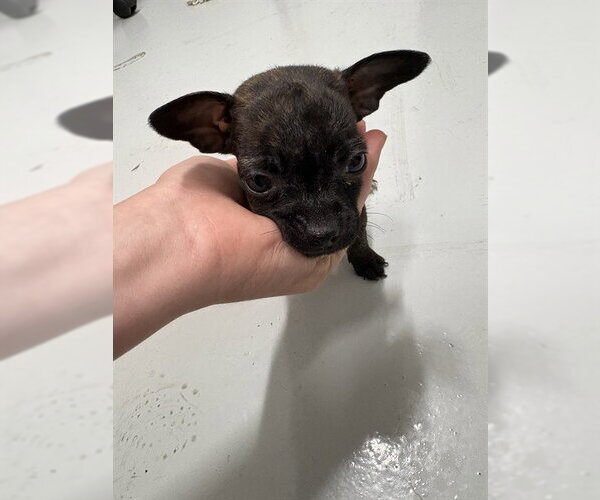 Medium Photo #1 Chiweenie Puppy For Sale in Temple, TX, USA