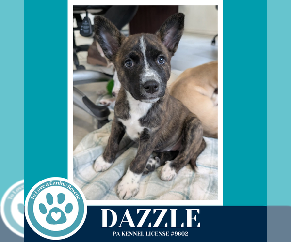 Medium Photo #2 Siberian Husky-Unknown Mix Puppy For Sale in Kimberton, PA, USA