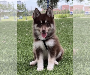 Pomsky Puppy for sale in HAINES CITY, FL, USA
