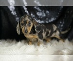 Small #4 Dachshund