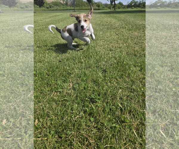 Medium Photo #4 Aussiedor Puppy For Sale in SHERBURNE, NY, USA