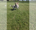 Small Photo #4 Aussiedor Puppy For Sale in SHERBURNE, NY, USA