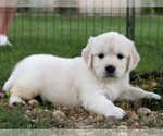 Small Photo #3 Golden Retriever Puppy For Sale in NUNN, CO, USA