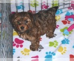 Small Photo #19 Yorkshire Terrier Puppy For Sale in ORO VALLEY, AZ, USA