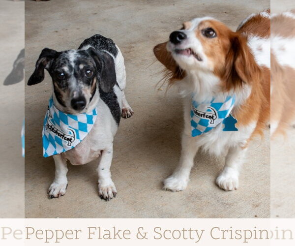 Medium Photo #19 Dachshund Puppy For Sale in San Antonio, TX, USA