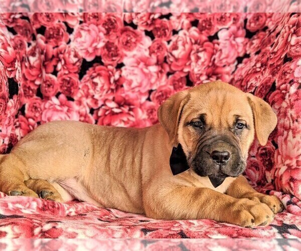 Medium Photo #5 Boerboel Puppy For Sale in NOTTINGHAM, PA, USA