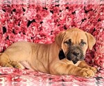 Small Photo #5 Boerboel Puppy For Sale in NOTTINGHAM, PA, USA