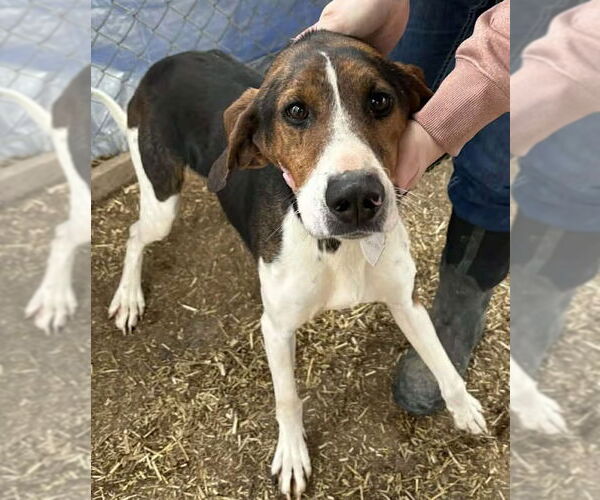 Medium Photo #1 Treeing Walker Coonhound Puppy For Sale in Monterey, VA, USA