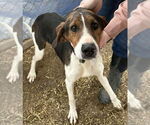 Small Treeing Walker Coonhound