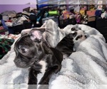 Small Photo #8 Boston Terrier Puppy For Sale in ROUND LAKE, IL, USA