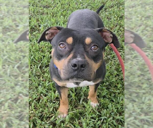 Medium Photo #2 American Staffordshire Terrier-Unknown Mix Puppy For Sale in Fort Lauderdale, FL, USA