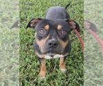 Small #1 American Staffordshire Terrier Mix
