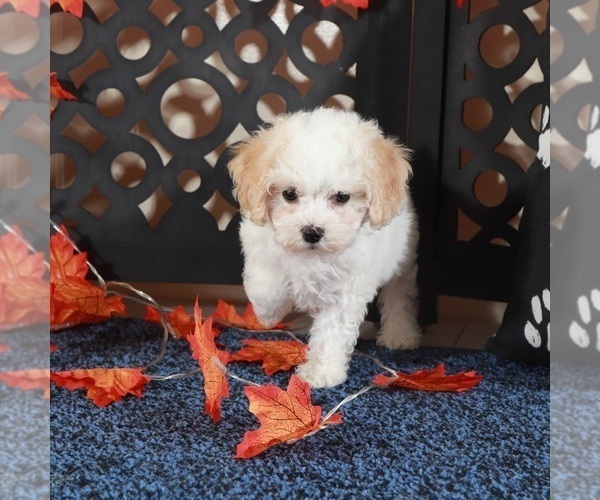 Medium Photo #3 Bichpoo Puppy For Sale in MOUNT VERNON, OH, USA