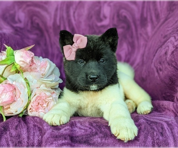 Medium Photo #6 Akita Puppy For Sale in AIRVILLE, PA, USA